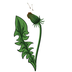 Dandelion leaf clipart