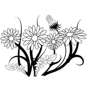 Dandelion flower black and white clipart