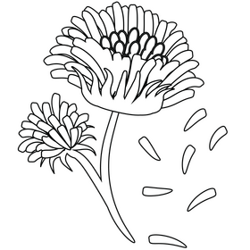 Cute dandelion black and white clipart