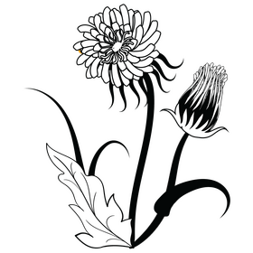 Dandelion seeds black and white clipart