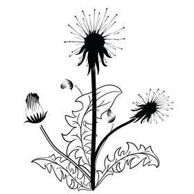 Dandelions black and white clipart