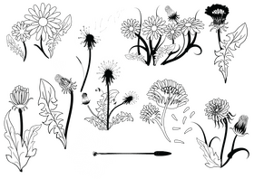Dandelion set black and white vector