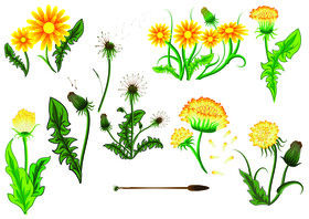 Dandelion set vector