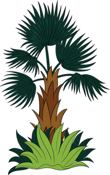 Palm tree clipart
