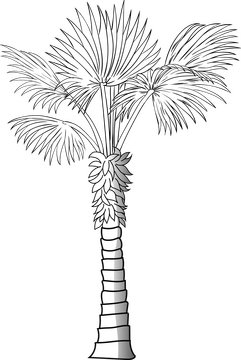 Palm tree black and white clipart