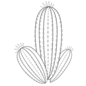 Potted cactus black and white clipart