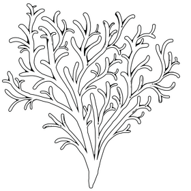 Sea plant black and white clipart