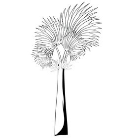 Palm tree black and white clipart