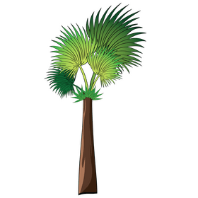 Palm tree clipart