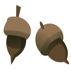 Acorns clipart
