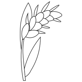 Cereals wheat black and white clipart