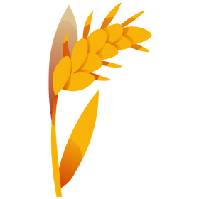 Cereals wheat clipart