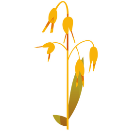 Cereals wheat clipart