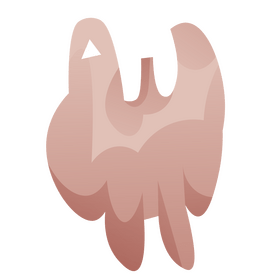 Greek nut inside clipart