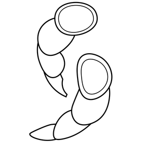 Seafood shrimp black and white clipart