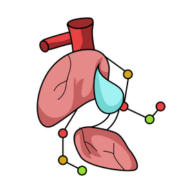 Heart organ right atrium clipart