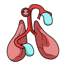 Heart organ right ventricle clipart