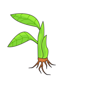 Sprout of banana plant clipart