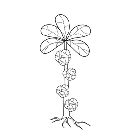 Sprout of brussels plant black and white clipart
