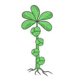 Sprout of brussels plant clipart