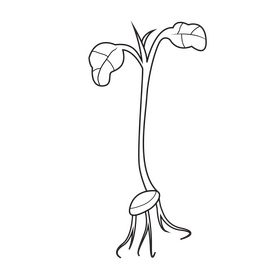 Sprout of broccoli plant black and white clipart