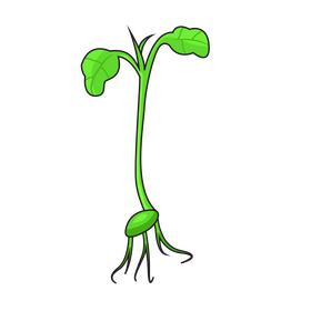 Sprout of broccoli plant clipart