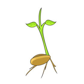 Sprout bean clipart