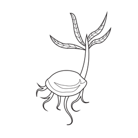 Sprout of coconut plant black and white clipart