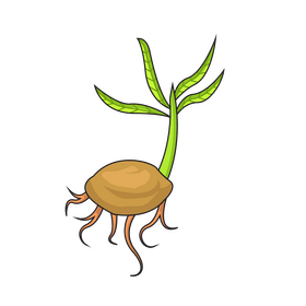 Sprout of coconut plant clipart