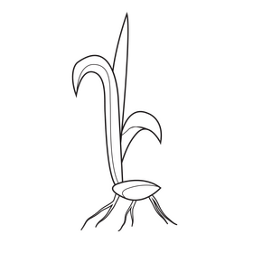 Sprout of sugarcane plant black and white clipart