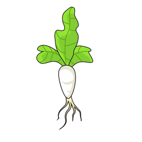 Sprout of radish plant clipart