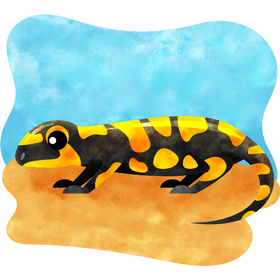 Salamander vector