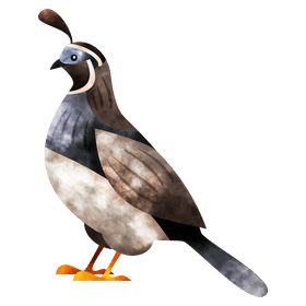 Quail bird clipart