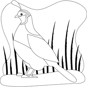 Quail bird drawing black and white clipart