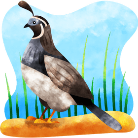 Quail bird vector