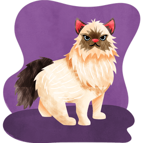 Himalayan cat vector