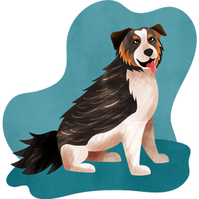 Australian shepherd dog vector