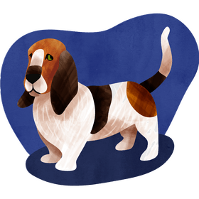 Basset hound dog vector