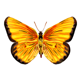 Orange sulphur butterfly clipart