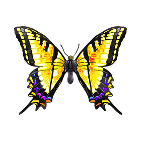Tiger swallowtail butterfly clipart