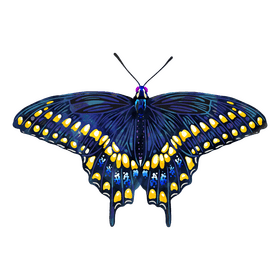 Black swallowtail butterfly clipart