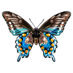 Pipevine swallowtail butterfly clipart