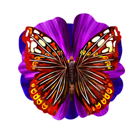 Red admiral butterfly vector