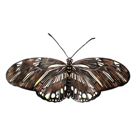 Zebra longwing butterfly clipart