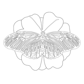 Zebra longwing butterfly drawing black and white clipart