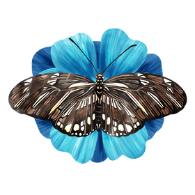 Zebra longwing butterfly vector