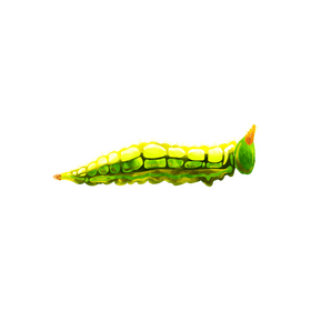 Northern pearly eye caterpillar clipart