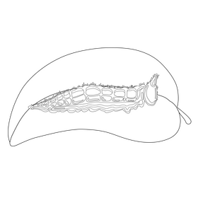Northern pearly eye caterpillar drawing black and white clipart