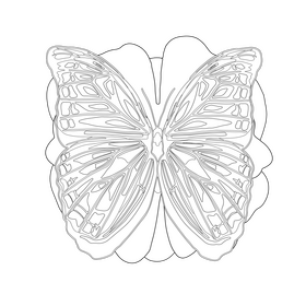 Morpho butterfly drawing black and white clipart