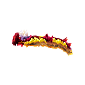 Morpho caterpillar clipart